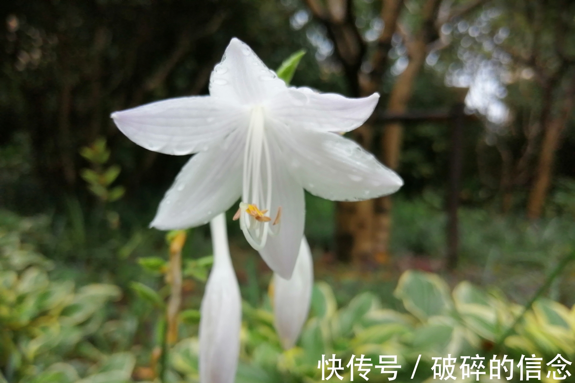 秋空&七绝：雨中访花（新韵）三首