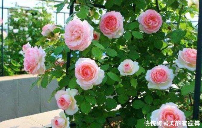 浇水|超漂亮的4种花,好养易活,30天不浇水照样生长,一年开花不断