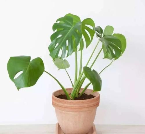  福增寿|叶子形状奇特如龟背，添福增寿意绵长，龟背竹养护跟着专家这样