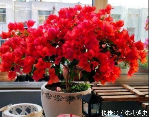 太美|4种花超讨人喜欢,全年开花,花多易爆盆,太美了