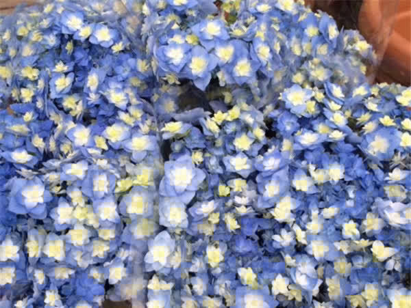 最受欢迎的3种花,又美又香,四季都开花,皮实好养,盆栽也可以