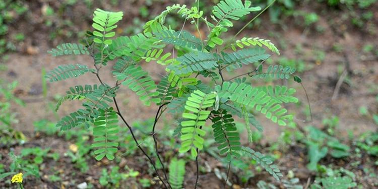 荠菜|农村常见的野草,其实是很好的药材,有很好的药效,了解以防万一