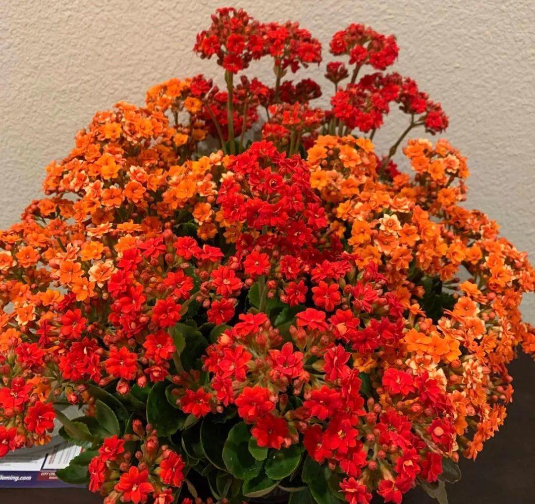 养长寿花，避开5个“坑”，开满大花头，阳台满花球