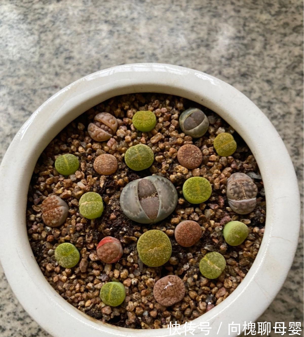 花花|最难养的9种多肉,生病了难“医治”,新手轻易别碰