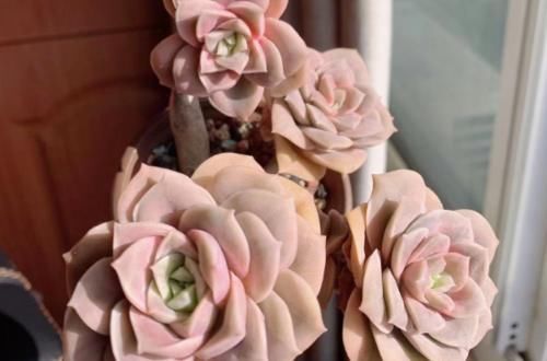 冬天给多肉施肥？最好不要，多肉要么吸收不了，要么会长成“菜”