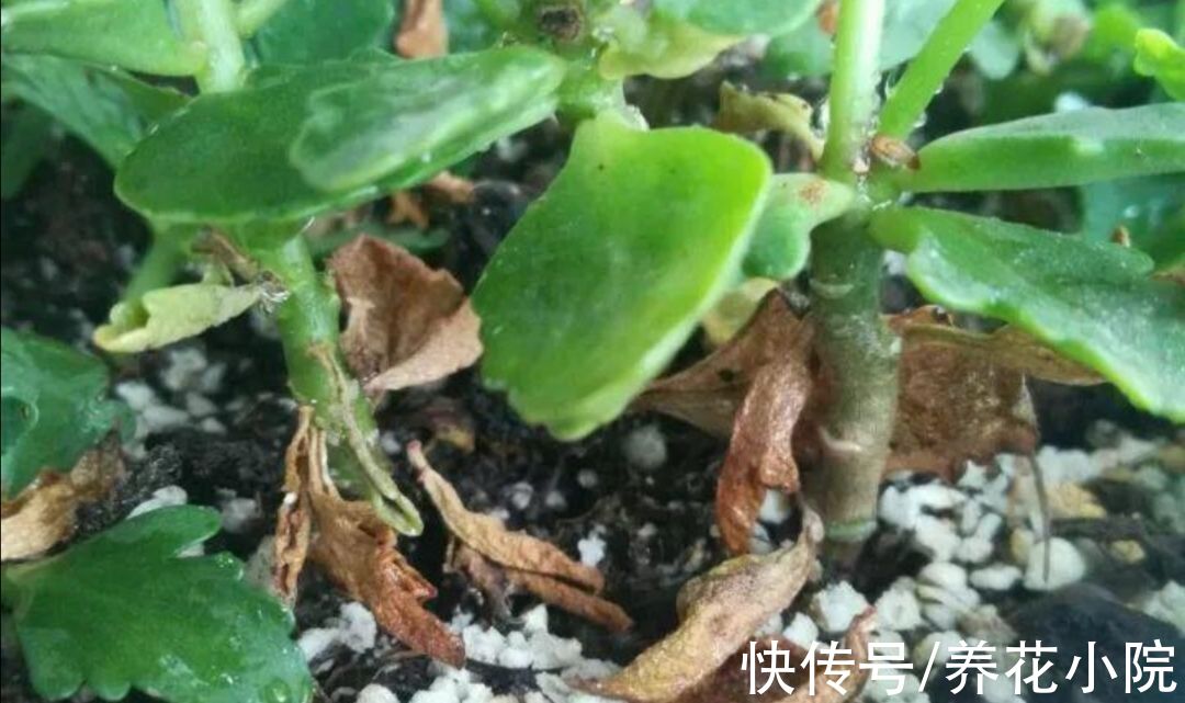 发财树|6种花怕水涝,勤快人养不好,浇水多了就烂根