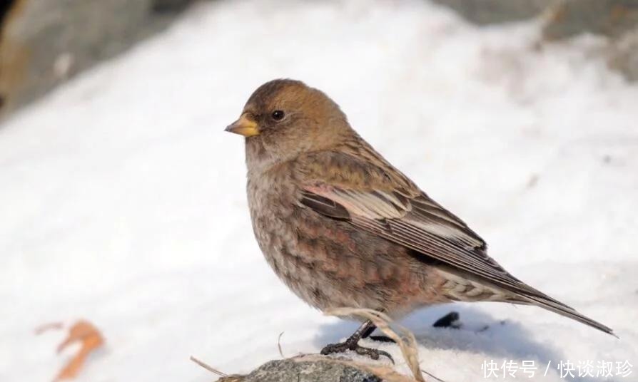 相伴|新疆高山岭雀，与雪相伴，美极啦！