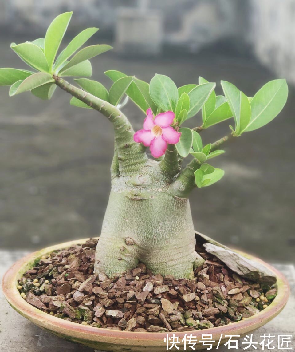 养花|气温高了，养花5种花别“乱浇水”，今天浇、明天可能就烂根