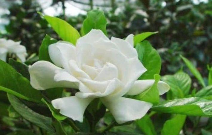 几款艳丽的花卉，花色柔美，花朵烂漫，还能散发迷人香气