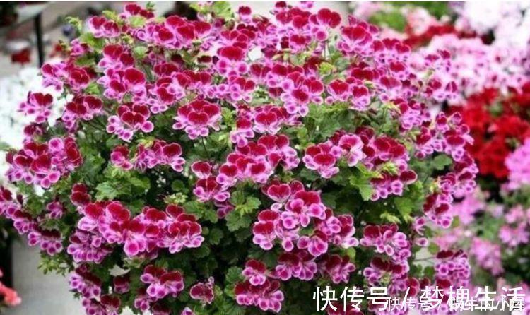 养花试试此几款，花开媲美玫瑰，花朵姿态万千