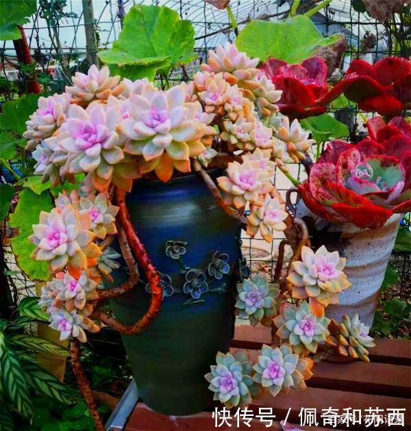 12种值得珍藏的多肉,越老越美丽,养成老桩才值钱