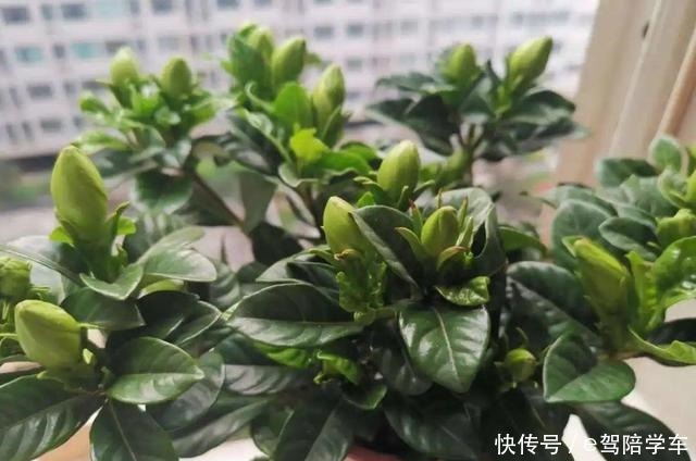 公认难养的6种花,新手慎买,养不活还浪费钱!