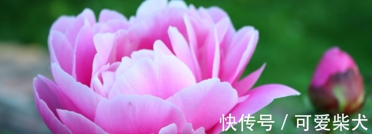 四大名花是哪四种花?