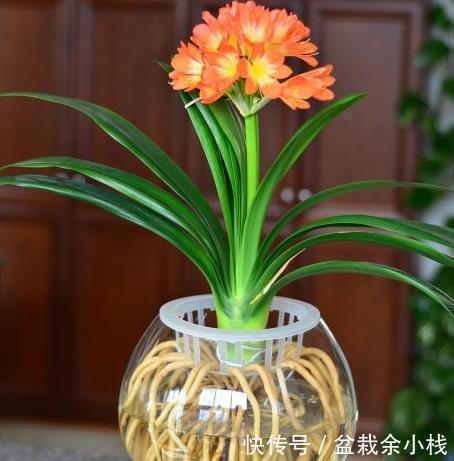  花芽|“1种水”浇君子兰，7天冒出“大白根”，30天枝叶油绿，冒花芽