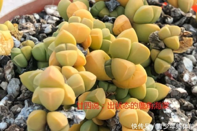 鹿角海棠这样养,爆盆长成“老桩树”,不皱不裂,状态迷人还开花!