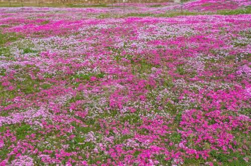 长沙的这些赏花秘境 你知道吗？|韵味湖南 | a2921