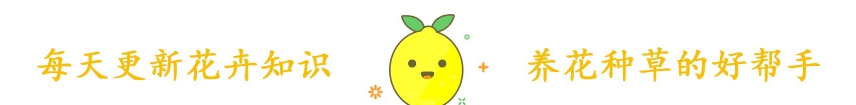 食用|这种“野菠菜”,割完玉米地就出来,营养价值高,很少见