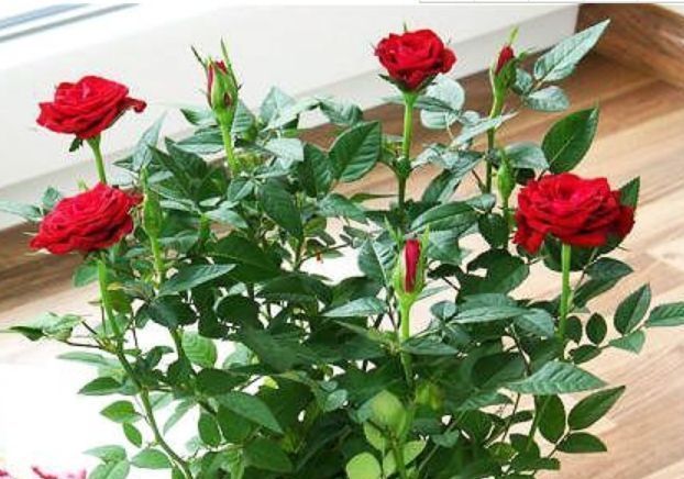 4种花“喜欢”晒太阳,越晒长得越旺,开花越多,1个月就爆盆