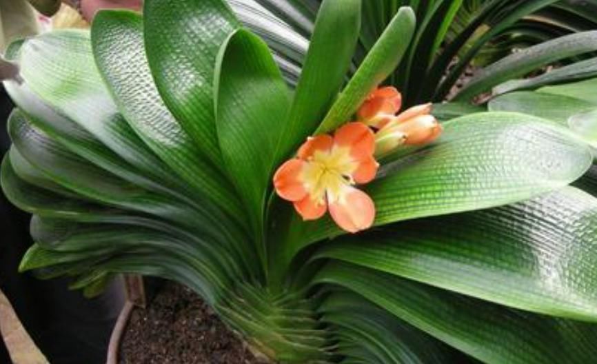 君子兰迟迟不开花别着急,几招催花方法,让君子兰砰砰开花