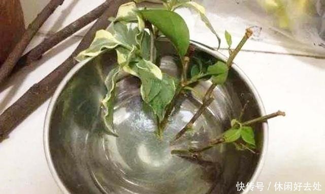 一勺白糖,在家就能自制生根水,生根快又省钱!