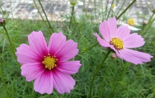 此几种观花植物种在室内,一年四季都有花赏,好看又好养!