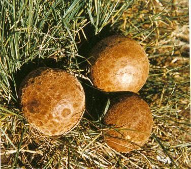 地方|见过这种野生“大白馒头”吗吃起来如豆腐,老了如同“烟雾弹”