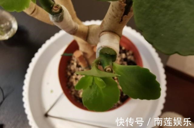 玉树嫁接“长寿花”,掌握1个关键点,1次就成活,没技术含量!