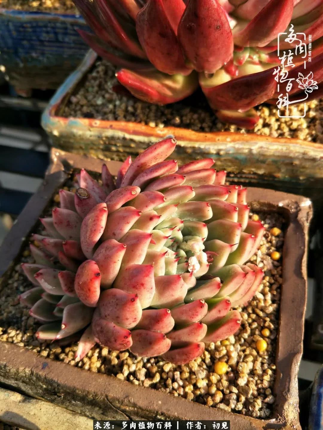 养多肉四周年,从初见到爱恋!幸福一直藏在浅薄的日子里!