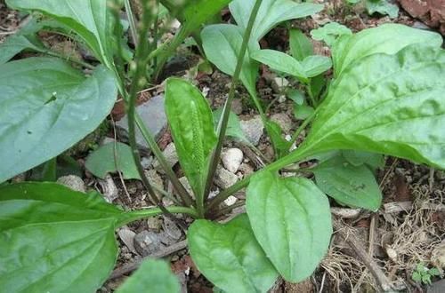 這種野菜洗頭洗腳很厲害,祛濕殺菌滅腳氣,不妨嘗試一下!