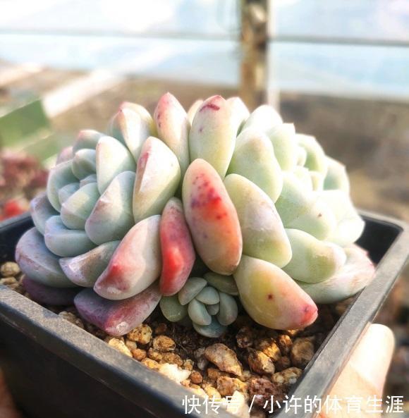 没有露台,不要养景天多肉,指定养不好,要么徒长要么化水