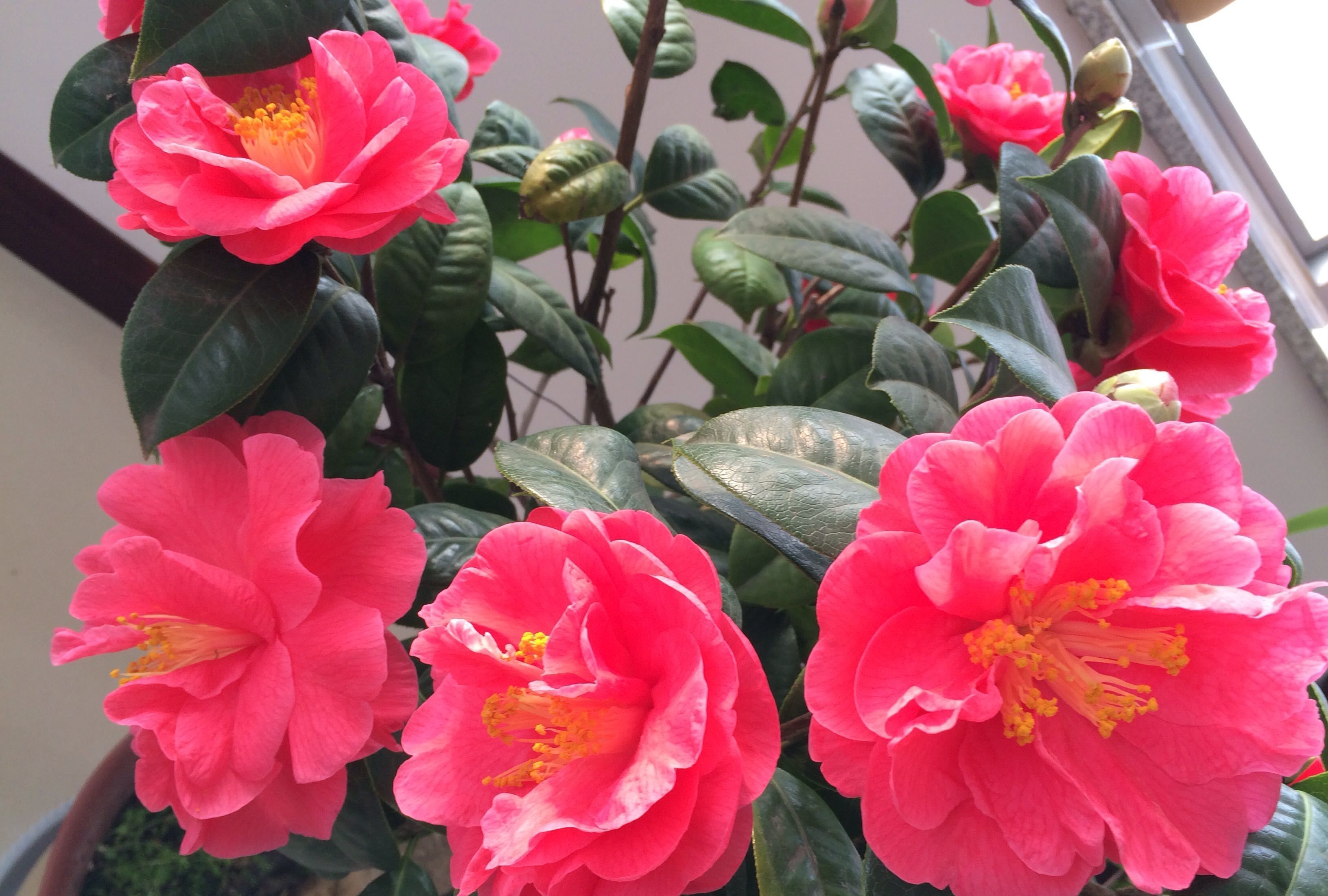 养花试试这几款,可全年开花象征着谦谦君子