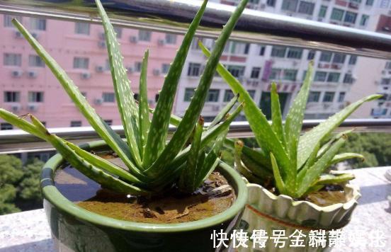 我是太阳|不会养芦荟,记住几个技巧,一年长到爆盆,叶片肥厚,呼呼冒芽