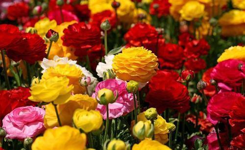 一种漂亮花,不是牡丹甚是牡丹,花色艳丽,仙气飘飘!