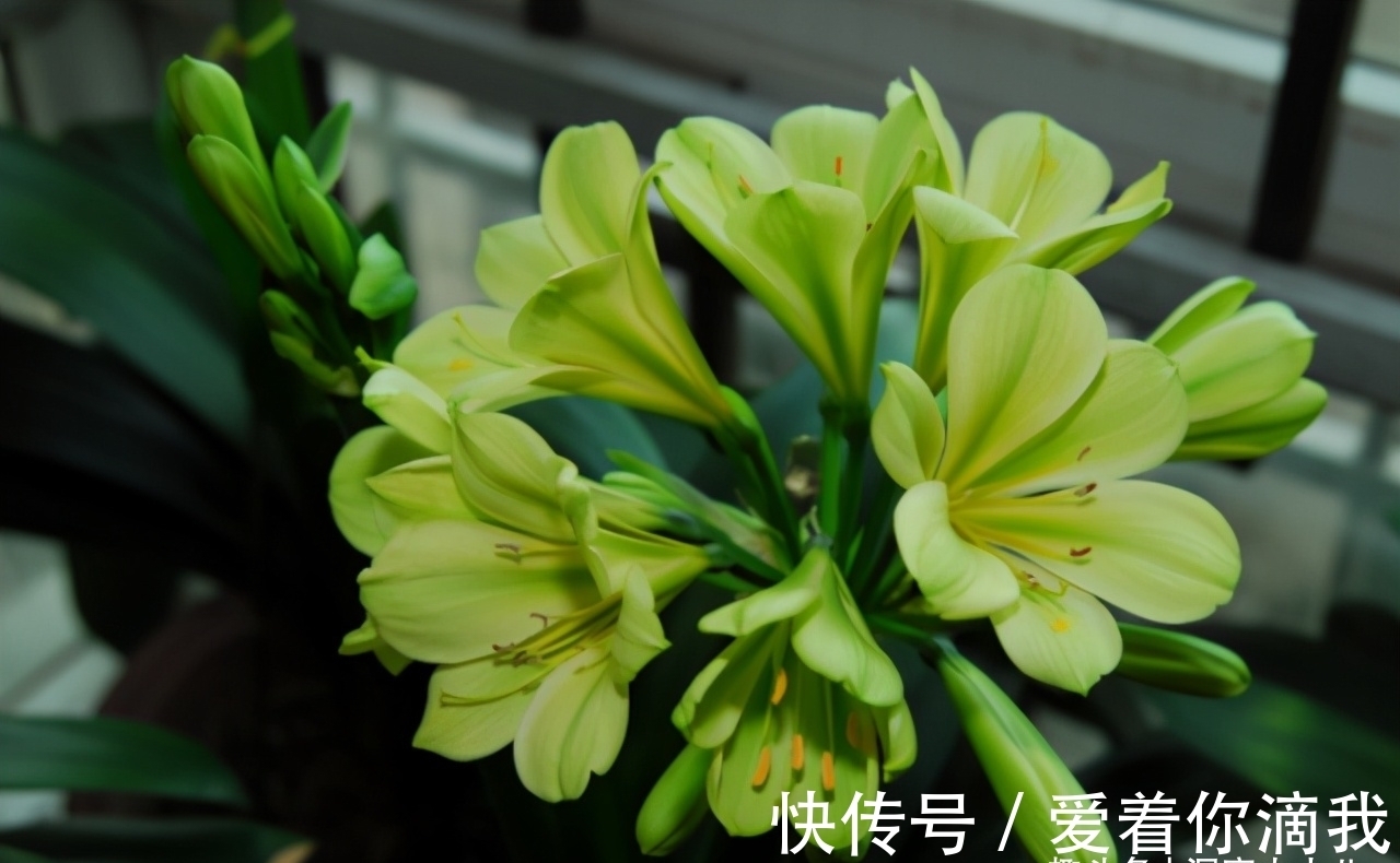 开花|君子兰开花不积极，勤做“三动作”，撒欢长不夹箭，绽放层叠群兰