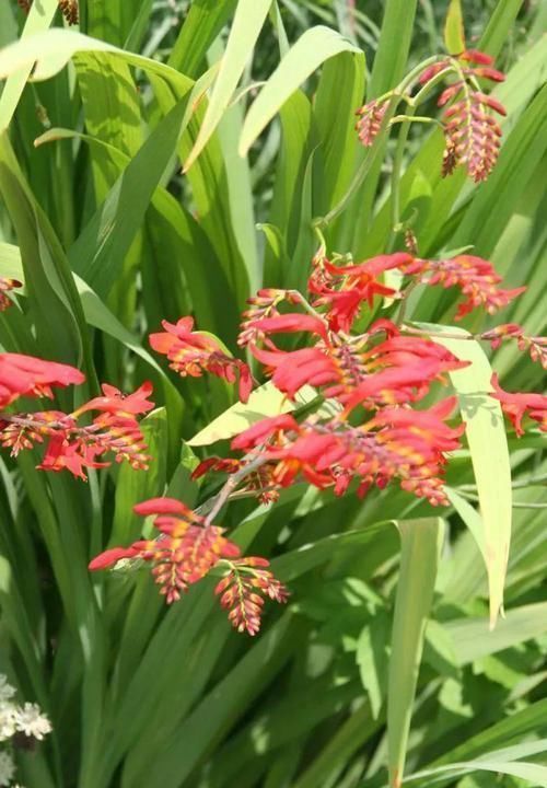 植物|极其少见的几种多年生开花植物,都是比较罕见的花卉