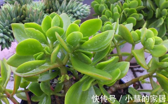 生长发育|养了多年的玉树为什么不开花?想要玉树开花,需要做好以下几点!