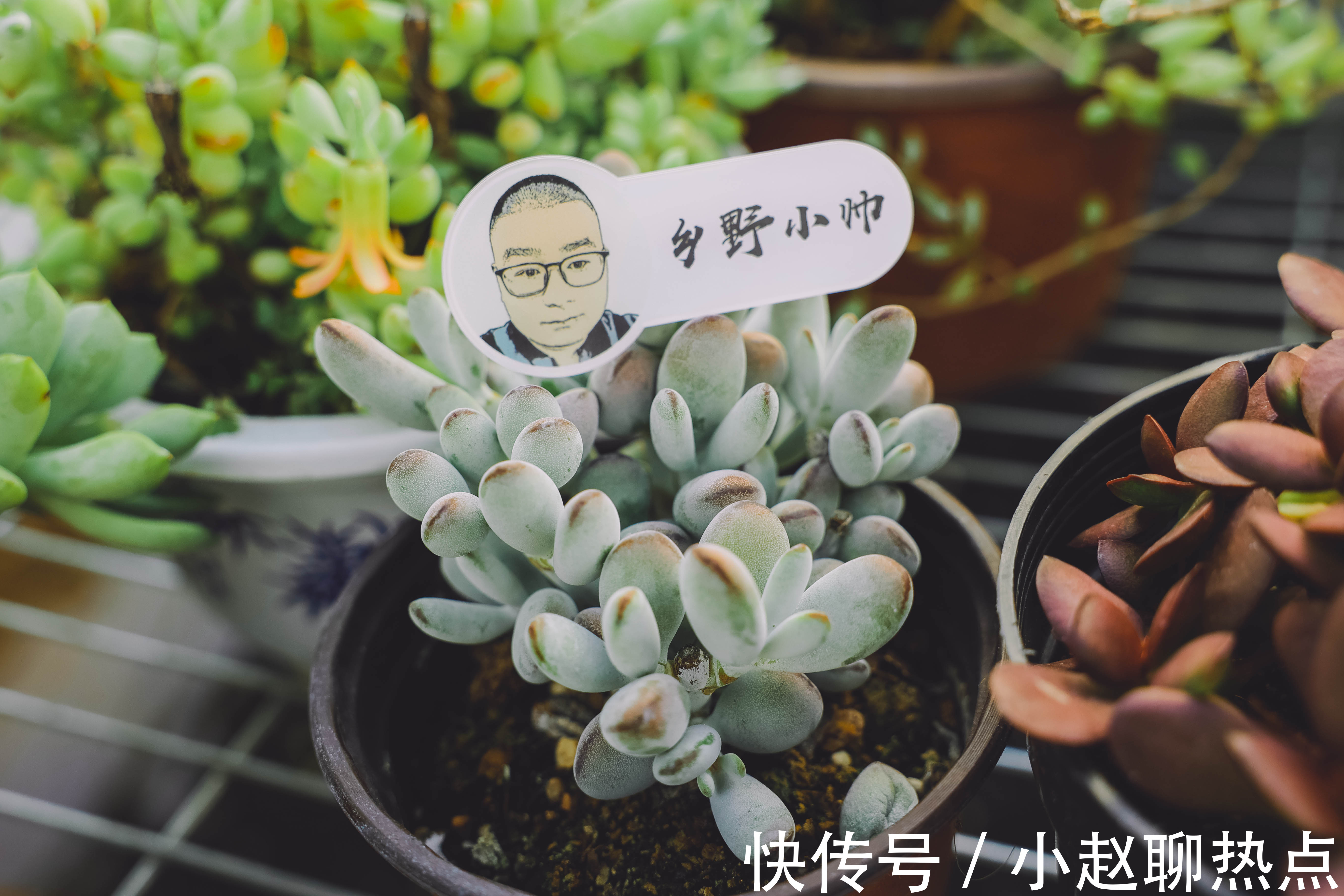 优缺点|全颗粒养多肉好不好不同的颗粒配比有什么优缺点小帅为你解答