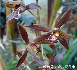 报岁|让人一眼就爱上的兰花,不娇不媚,清新脱俗,报岁香兰,墨兰企黑