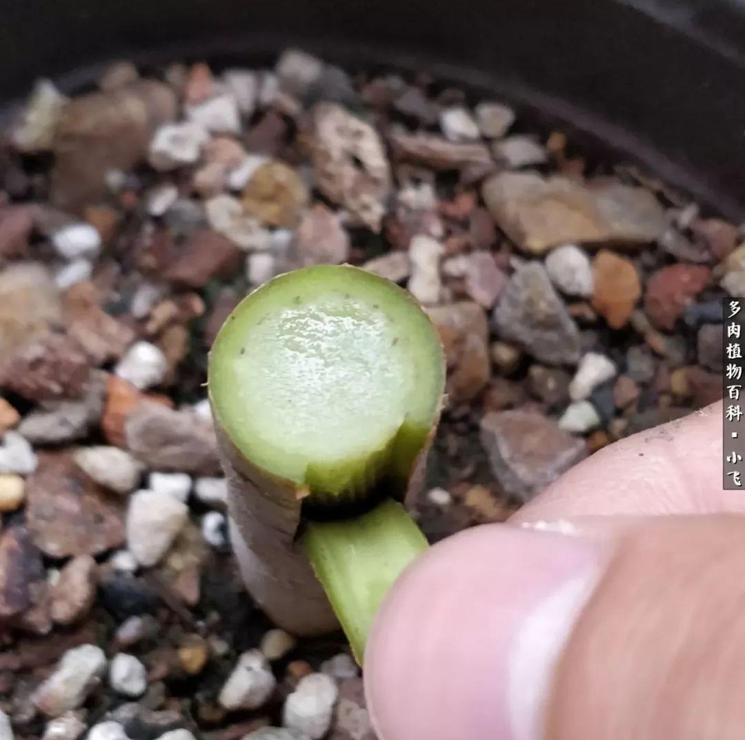 2招让多肉法师“大爆头”，变群生，变老桩，都有好办法