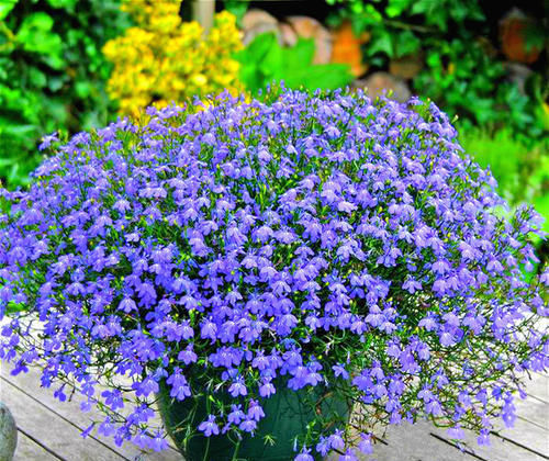 观赏|春暖花开来养花,六倍利这样养,花开爆盆长观赏