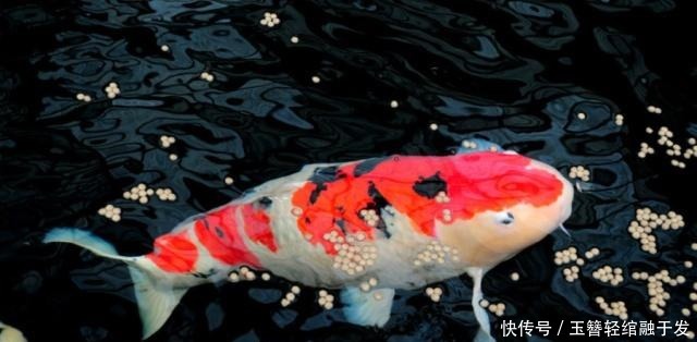 初恋|锦鲤虐我千百遍,我待锦鲤如初恋,养锦鲤是个坑,而且大坑套小坑