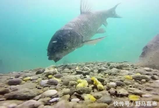 野钓|夏季大鱼难给口，错了因为调钓的灵钝，在一开始就有了误差