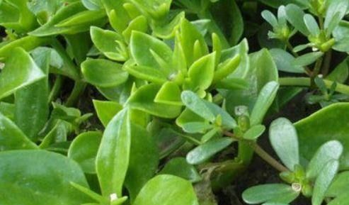 对身体最好的几种食物，美容养颜，补充营养，好处多多！