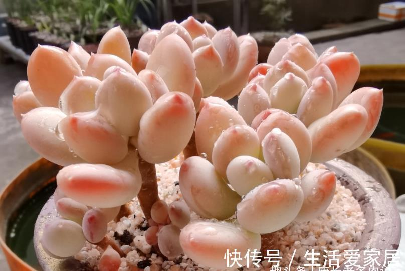 事儿|用超级拇指盆来养多肉?完全可以,只要你愿意,这都不是事儿