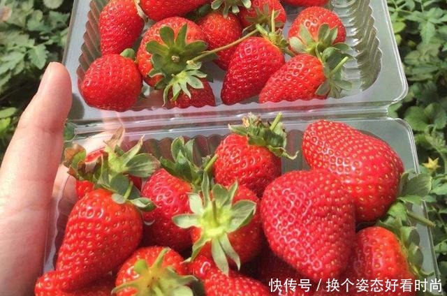  小编|买草莓时，看到这“4种”千万不要买，老板我从来不让家人吃