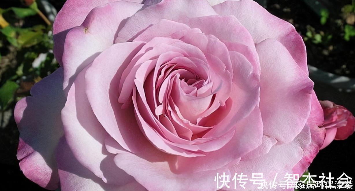 20款紫色月季品种。浓香、抗病非常好养，天然紫色唯美盛开