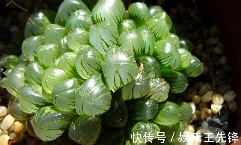 徒长|多肉玉露徒长叶子松散?多注意这4点,株型紧凑更具美感