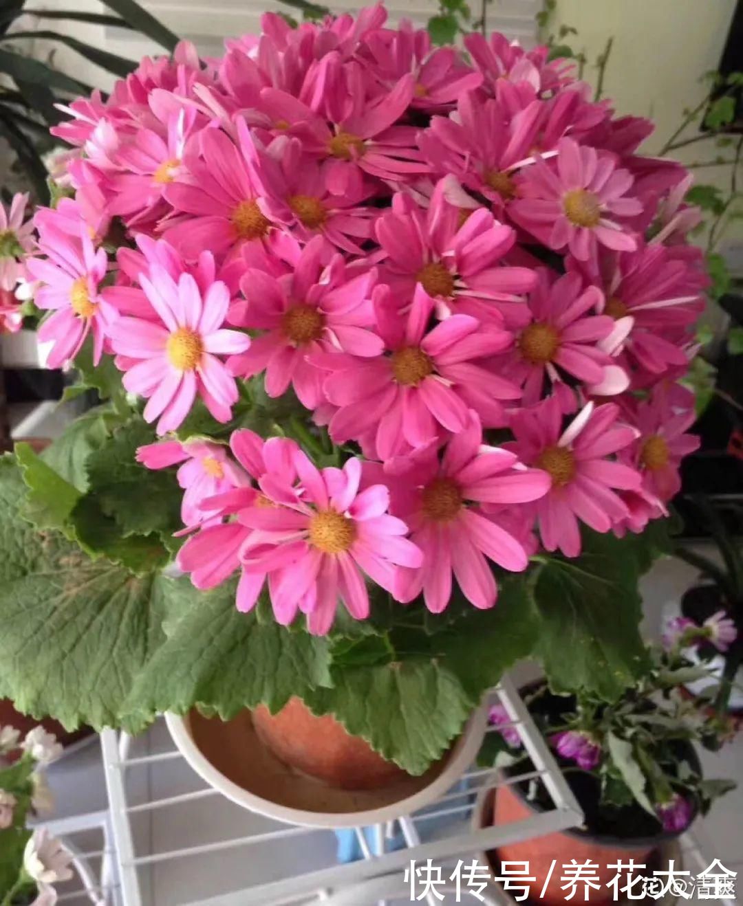 冬天好养的花,皮实不娇气,颜值高上档次,咋养都开花