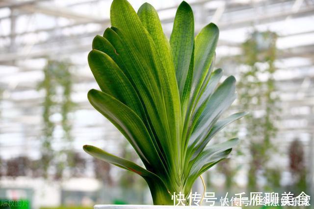 花箭|君子兰催花实操经验，现在行动，一个月后就冒花箭