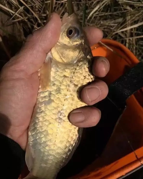 冬天怎样“高效”钓鲫鱼?高手十几年才悟出6条经验,记牢了